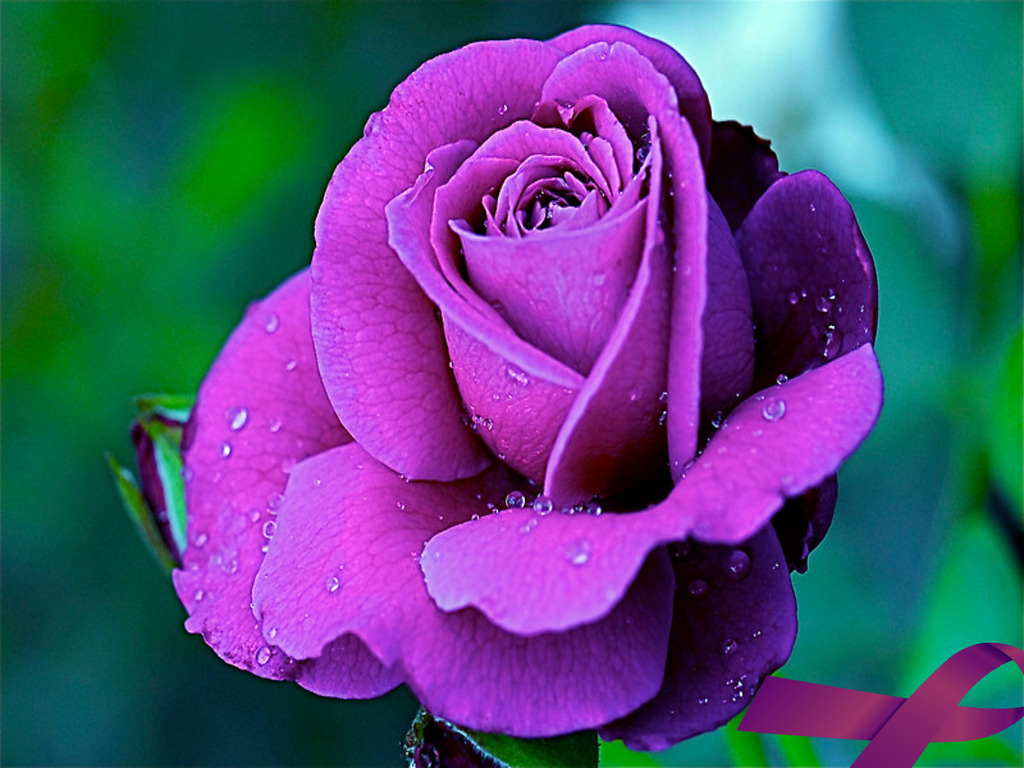 Detail Rose Flower Images Gallery Nomer 36