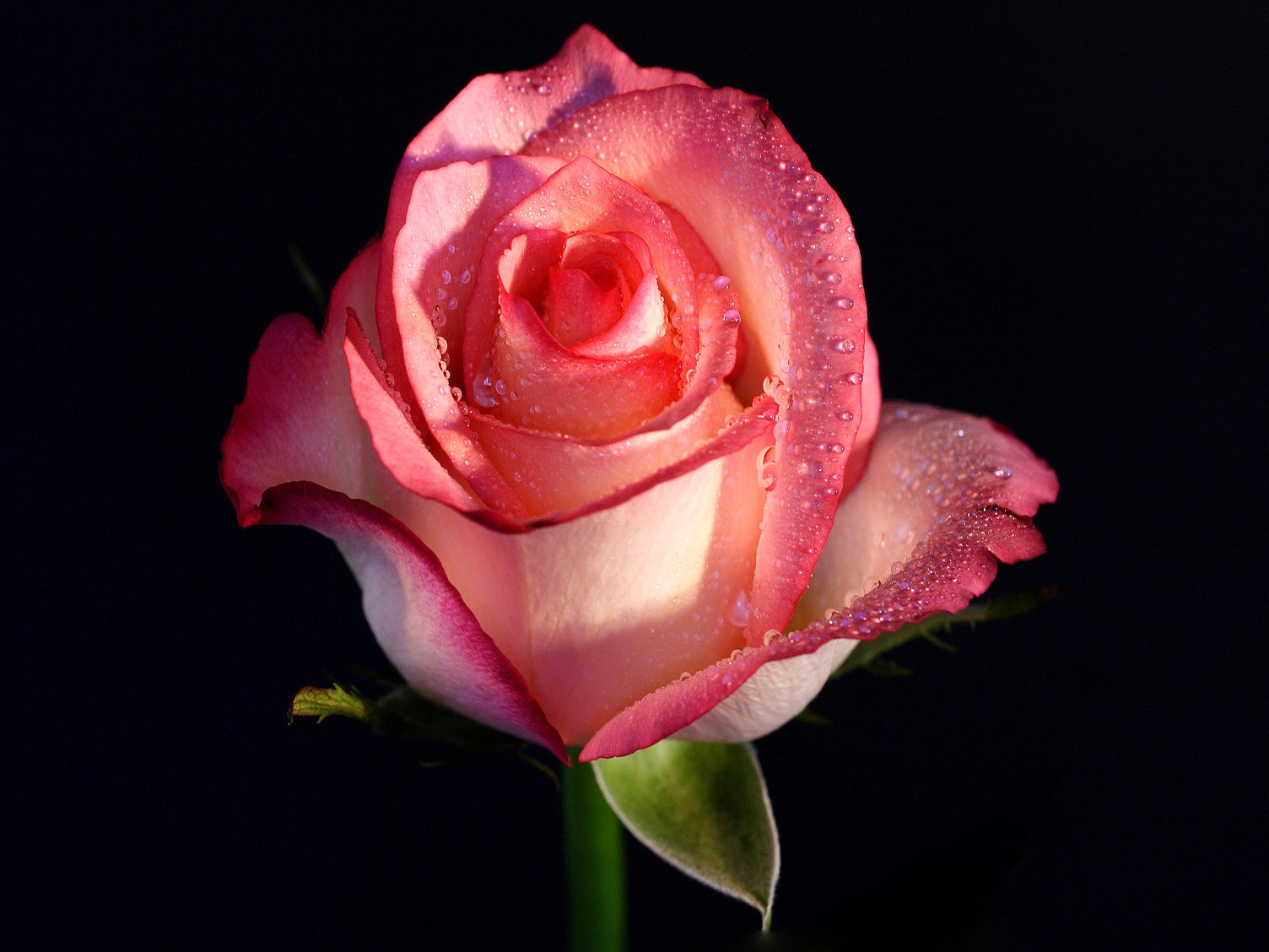 Detail Rose Flower Images Hd Nomer 25