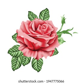 Detail Rose Flower Images Hd Nomer 31