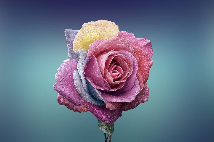 Detail Rose Flower Images Hd Nomer 37