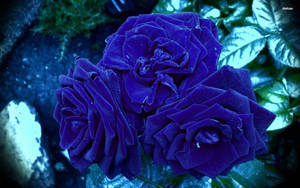 Detail Rose Flower Images Hd Nomer 42