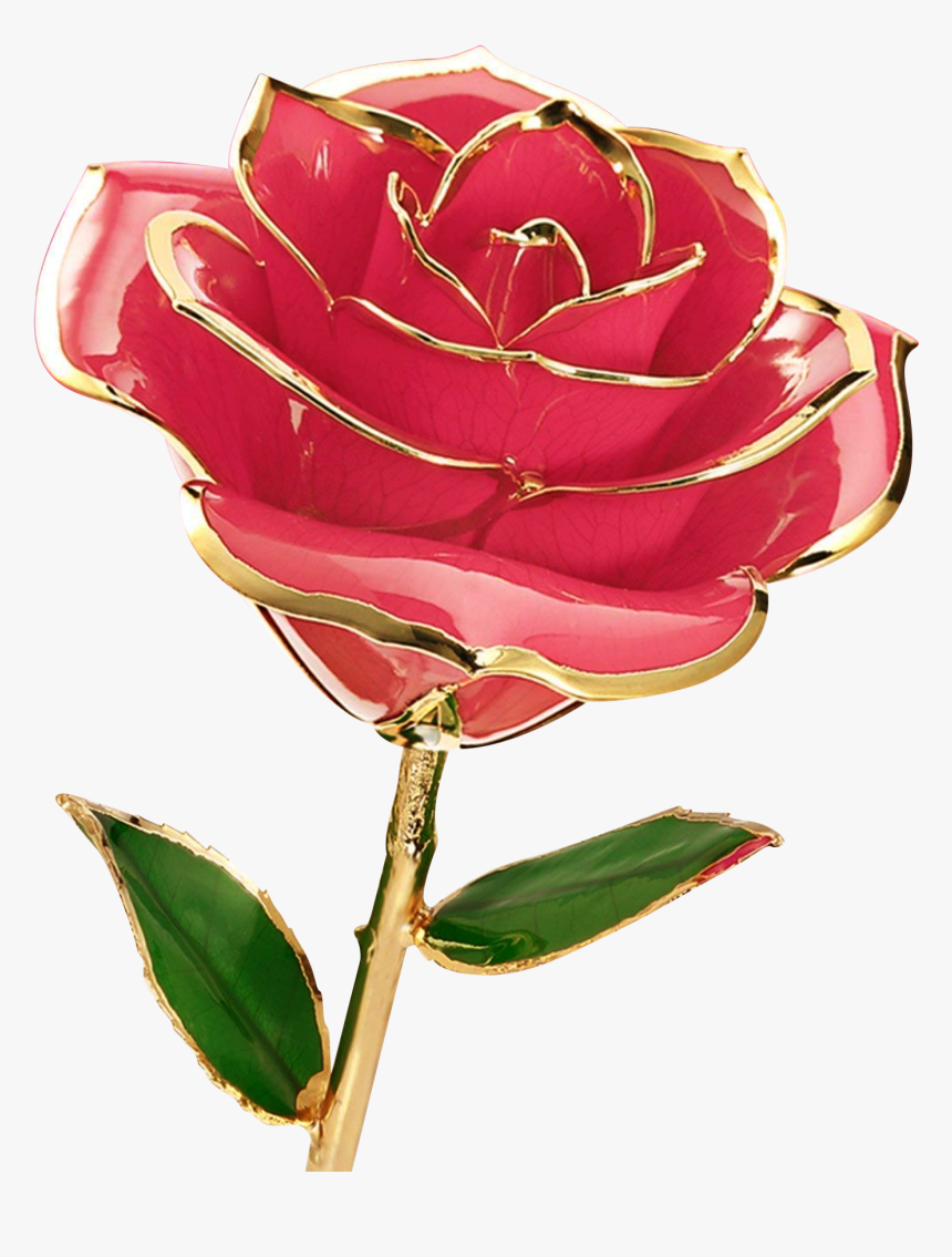 Detail Rose Flower Picture Free Download Nomer 26