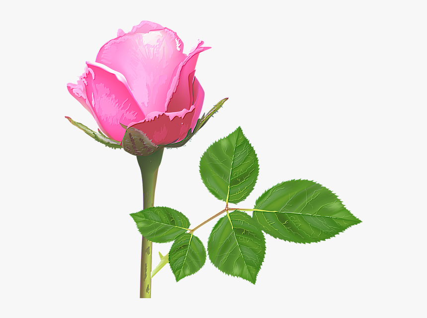Detail Rose Flower Picture Free Download Nomer 49