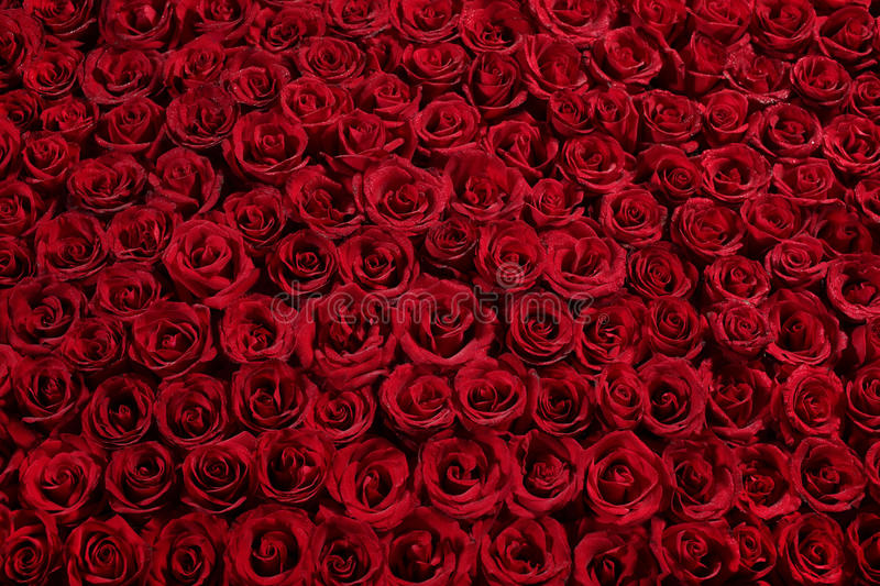 Detail Rose Flower Pictures Free Download Nomer 10