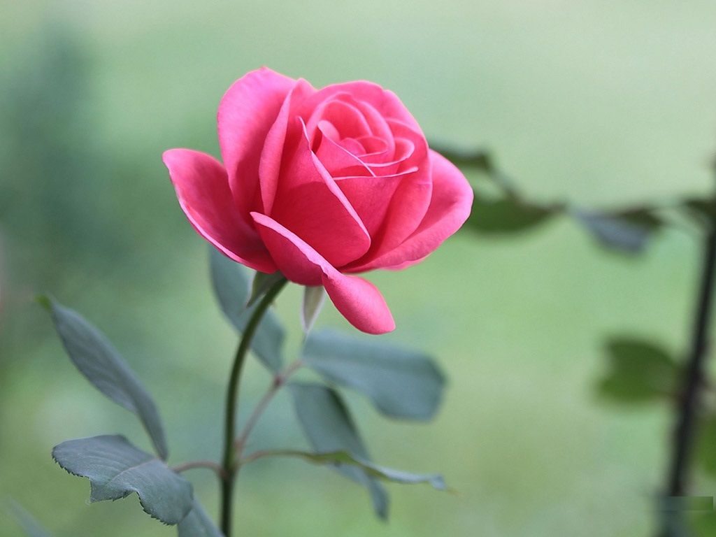 Detail Rose Flower Pictures Free Download Nomer 26