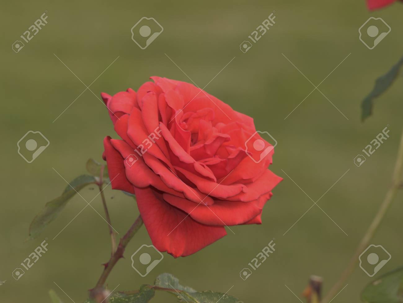 Detail Rose Flower Profile Picture Nomer 11