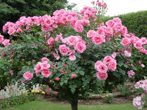 Rose Flower Tree Image - KibrisPDR
