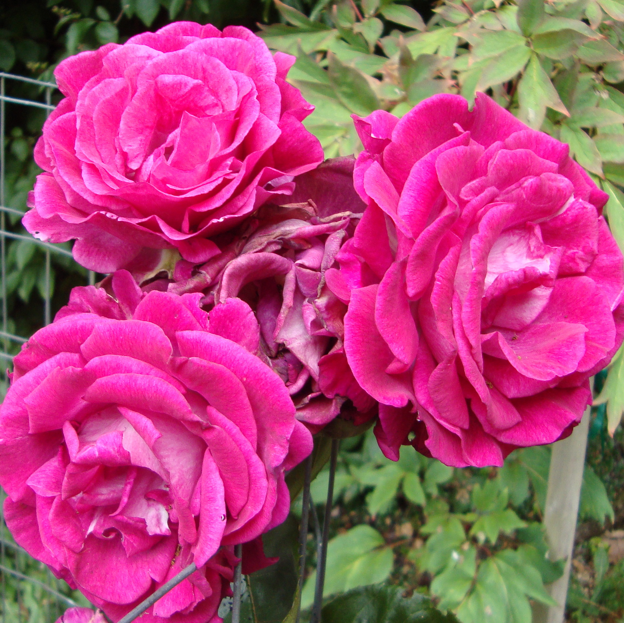 Detail Rose Flower Tree Image Nomer 9
