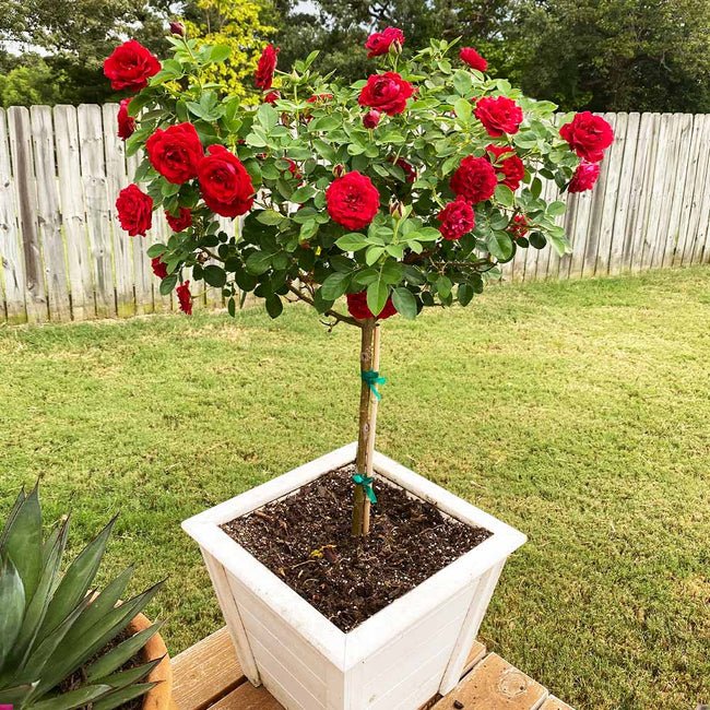 Detail Rose Flower Tree Image Nomer 10