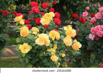 Detail Rose Flower Tree Image Nomer 11