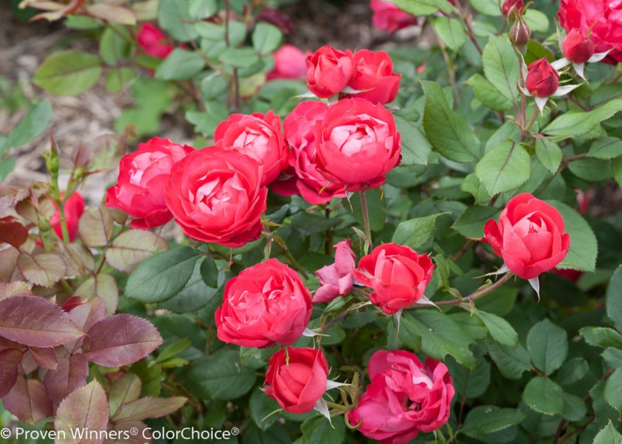Detail Rose Flower Tree Image Nomer 13