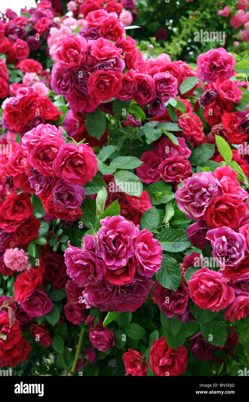 Detail Rose Flower Tree Image Nomer 14