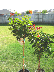 Detail Rose Flower Tree Image Nomer 15