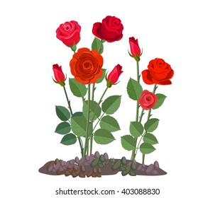 Detail Rose Flower Tree Image Nomer 19