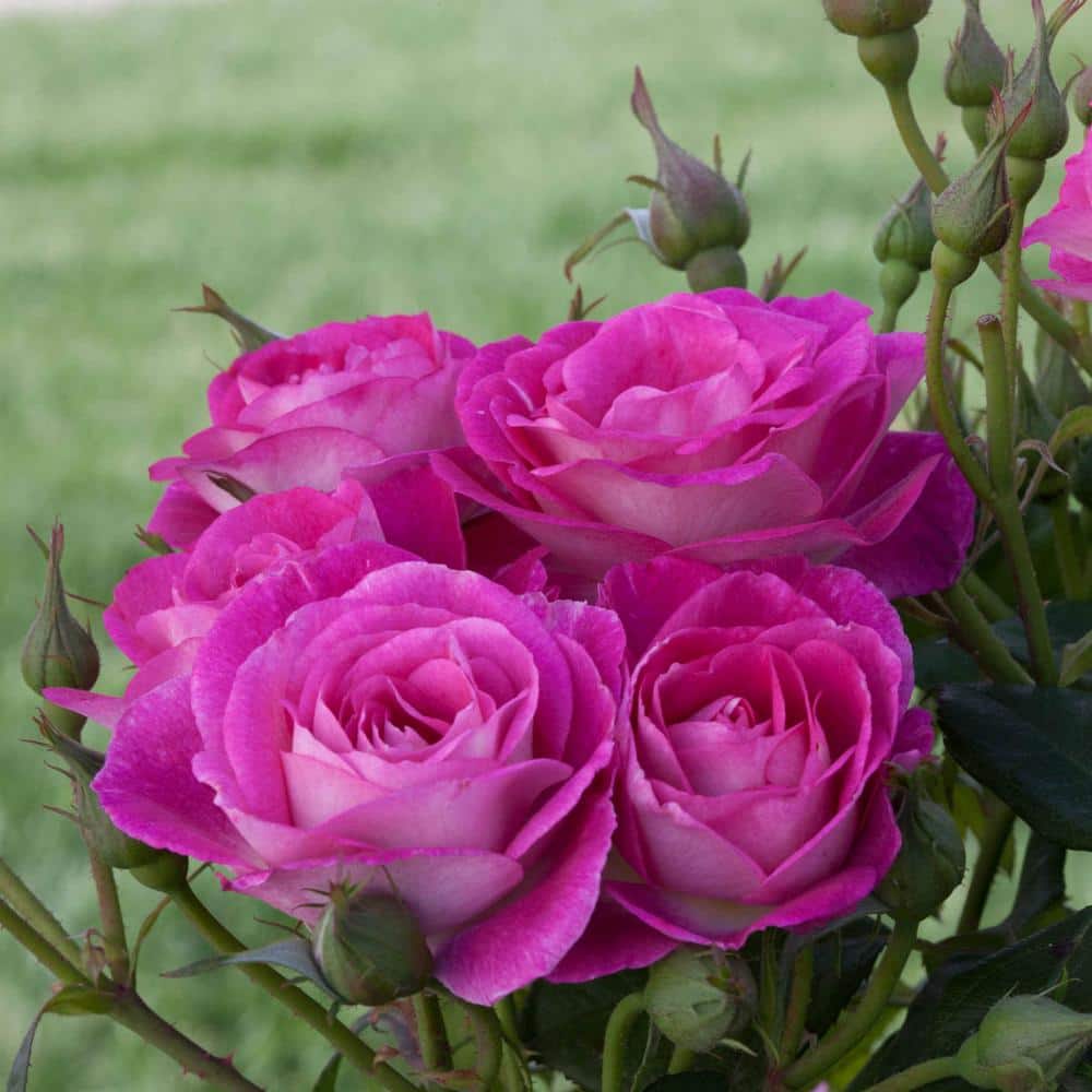 Detail Rose Flower Tree Image Nomer 21