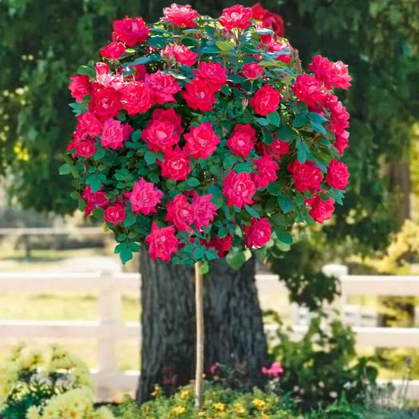Detail Rose Flower Tree Image Nomer 22