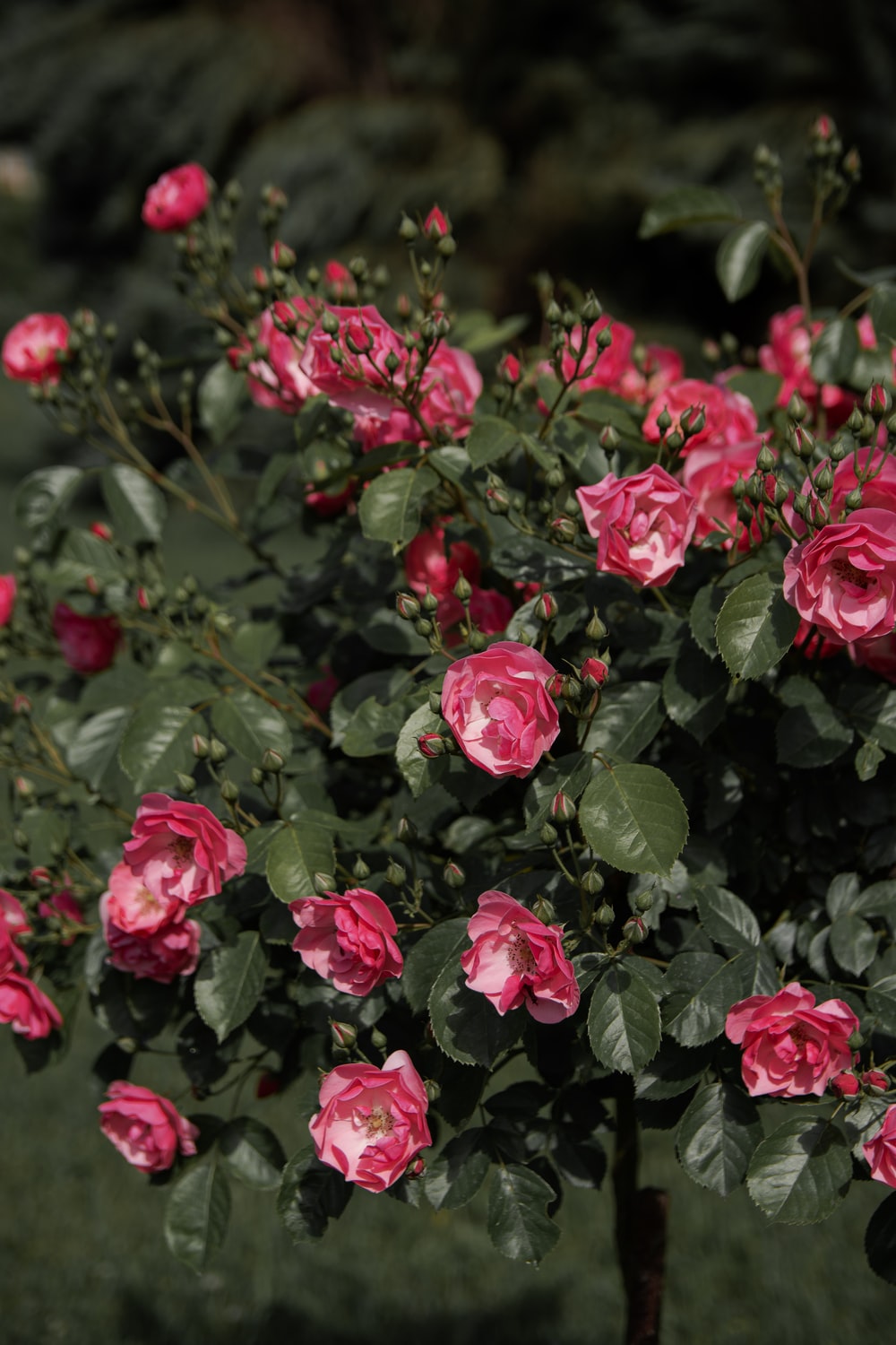 Detail Rose Flower Tree Image Nomer 23