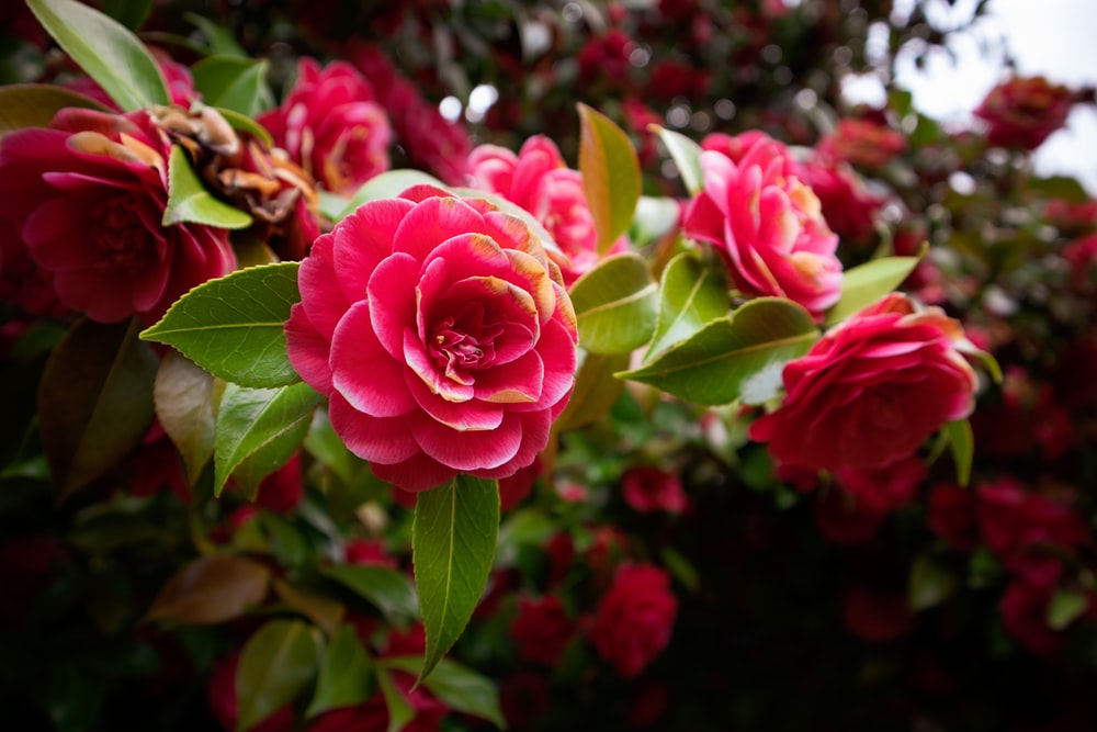 Detail Rose Flower Tree Image Nomer 3