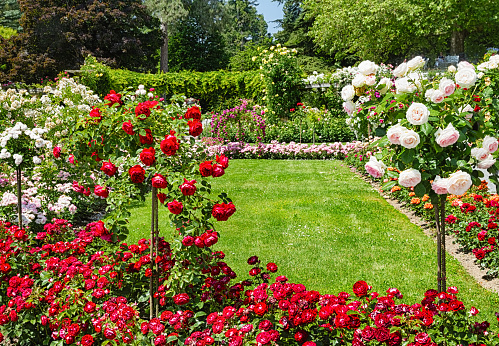 Detail Rose Flower Tree Image Nomer 24