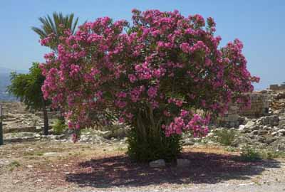 Detail Rose Flower Tree Image Nomer 25