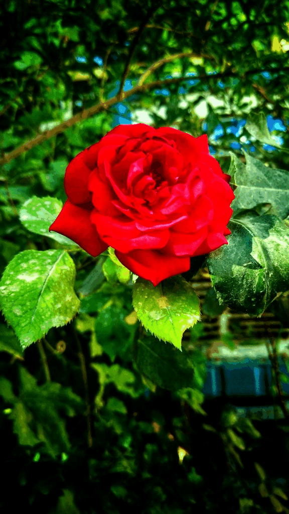 Detail Rose Flower Tree Image Nomer 26