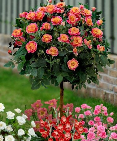 Detail Rose Flower Tree Image Nomer 27