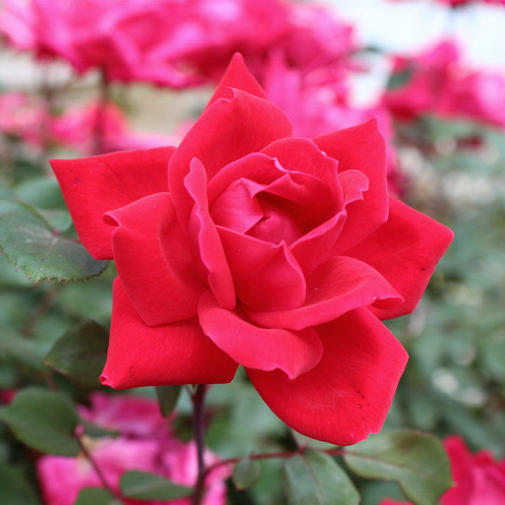 Detail Rose Flower Tree Image Nomer 28