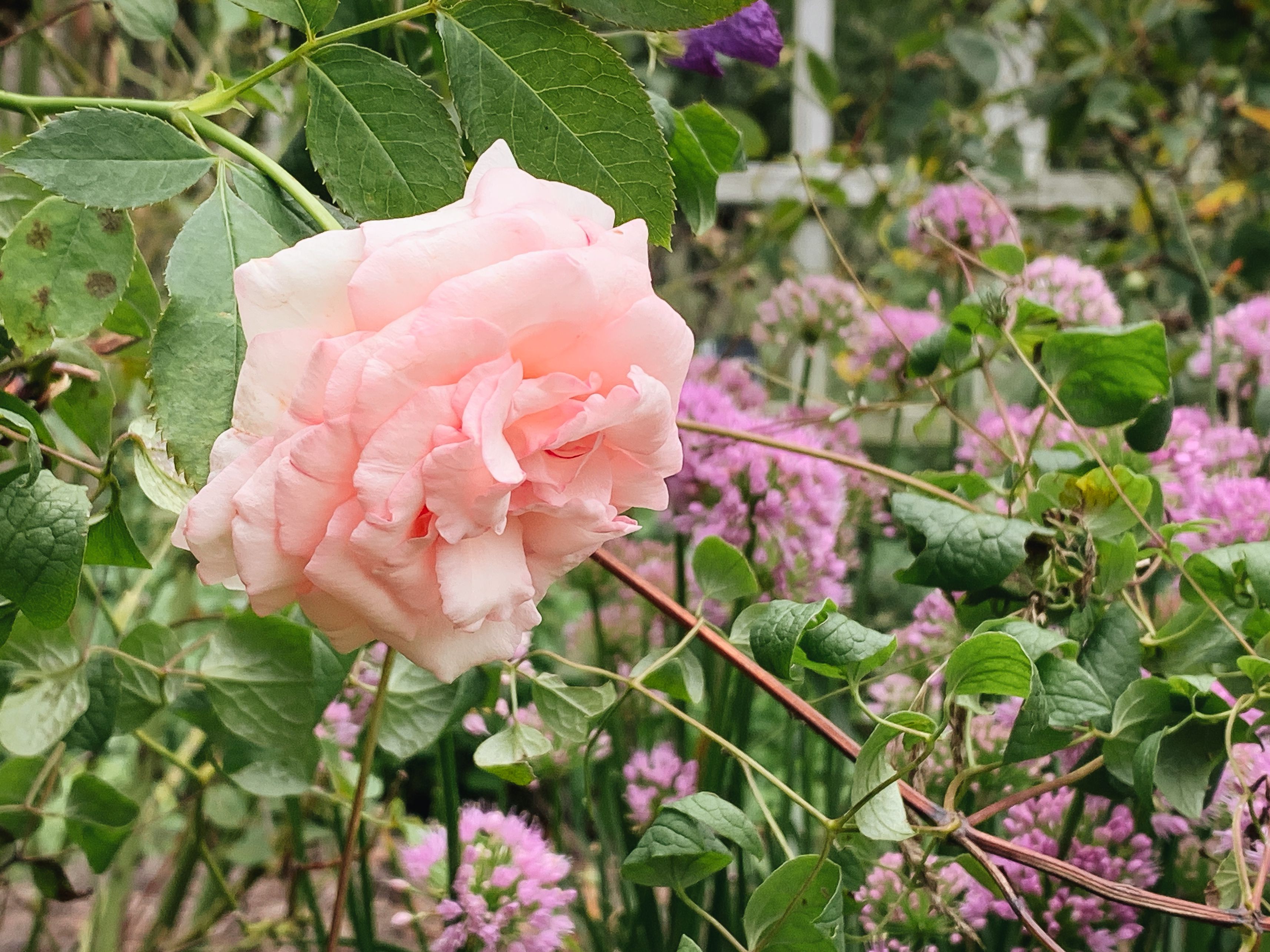 Detail Rose Flower Tree Image Nomer 29