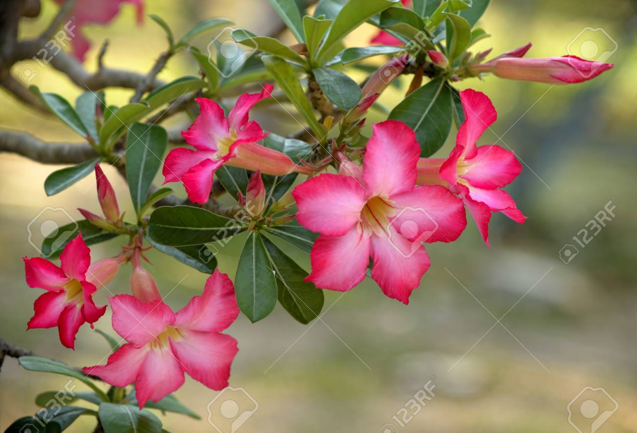 Detail Rose Flower Tree Image Nomer 30