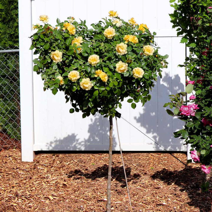 Detail Rose Flower Tree Image Nomer 31