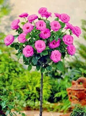 Detail Rose Flower Tree Image Nomer 4