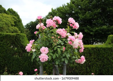 Detail Rose Flower Tree Image Nomer 32