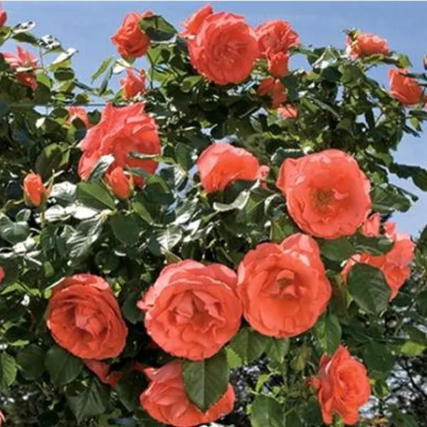 Detail Rose Flower Tree Image Nomer 34