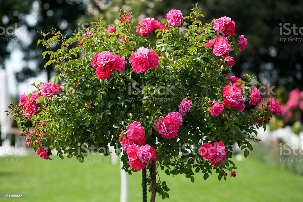 Detail Rose Flower Tree Image Nomer 36
