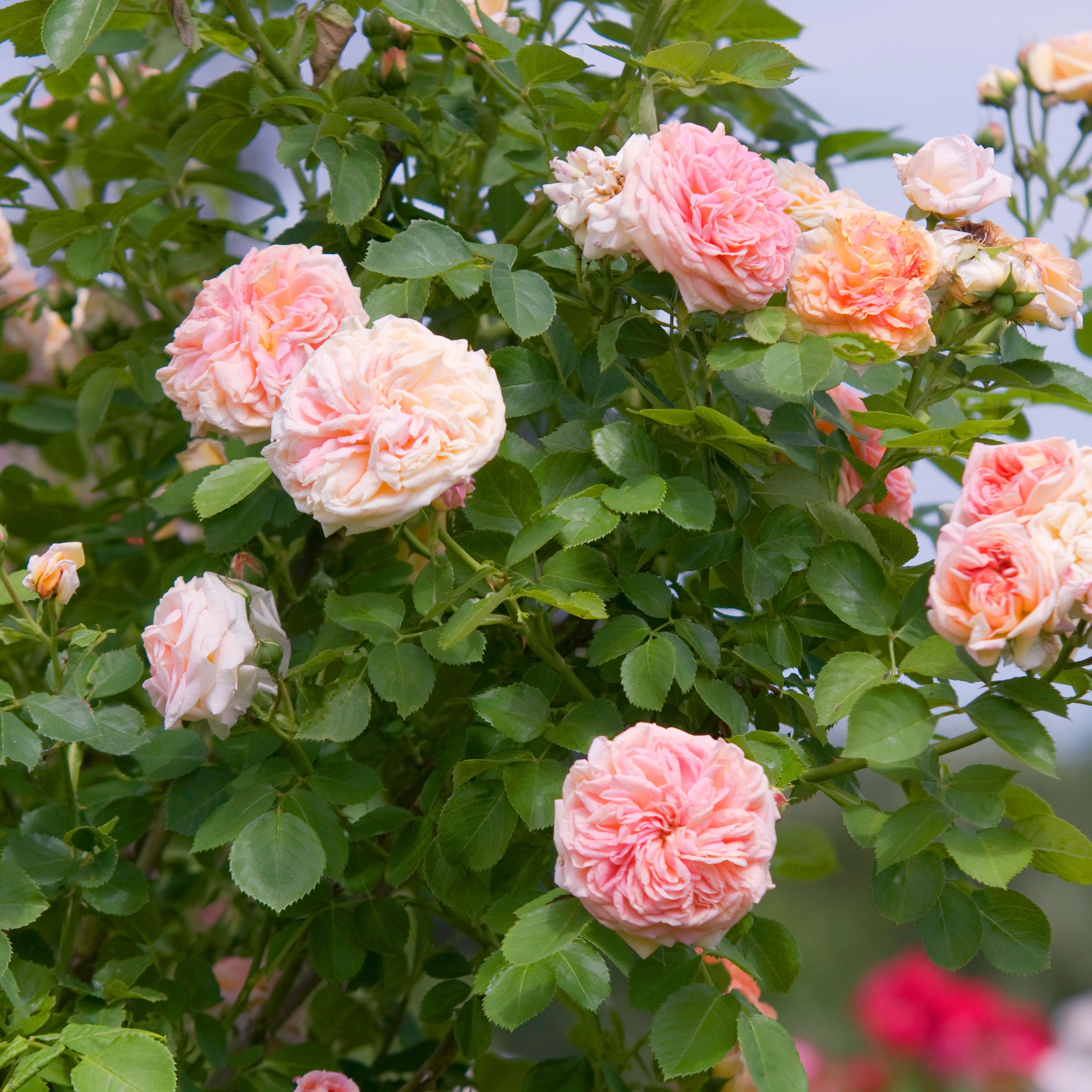 Detail Rose Flower Tree Image Nomer 38