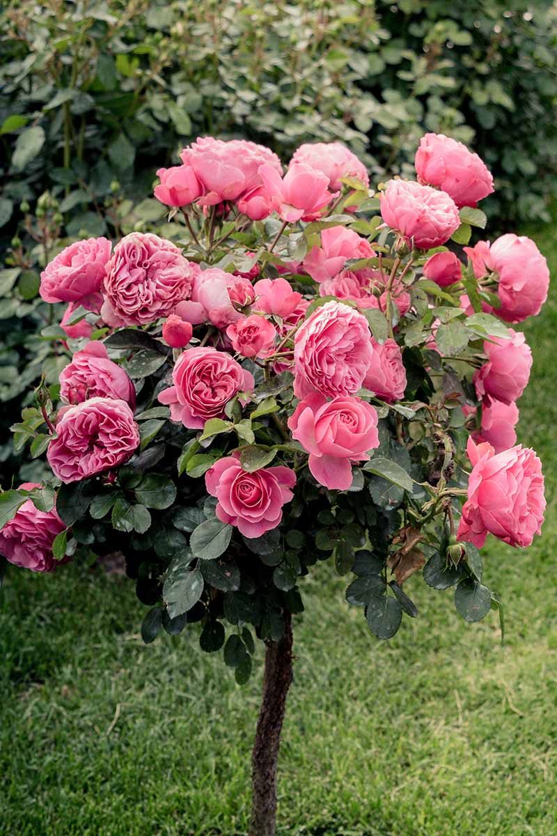Detail Rose Flower Tree Image Nomer 39