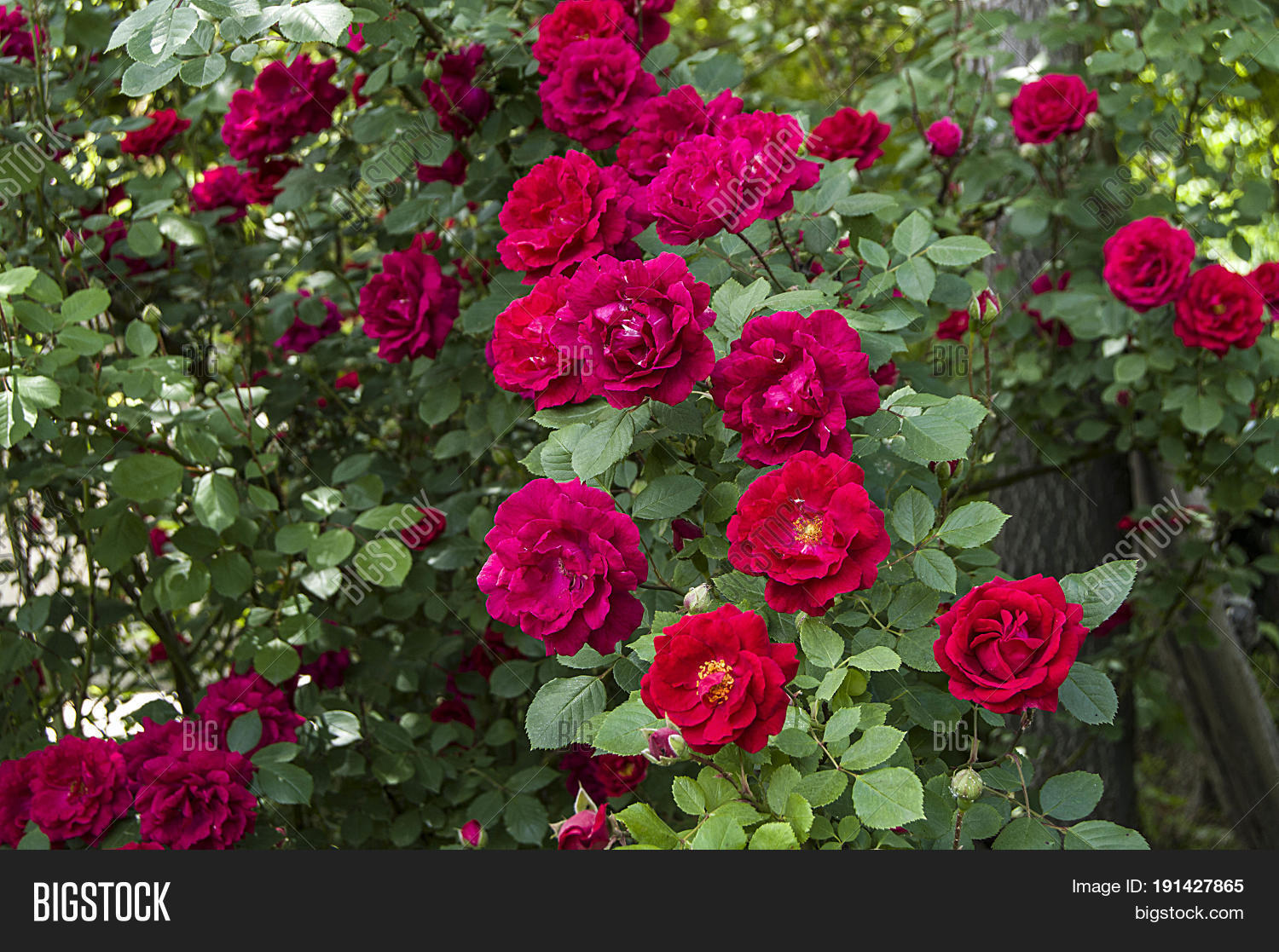 Detail Rose Flower Tree Image Nomer 40