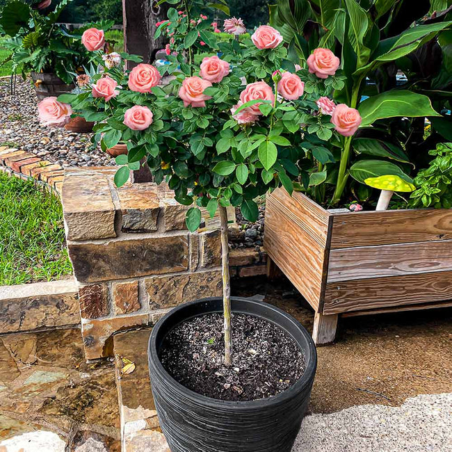 Detail Rose Flower Tree Image Nomer 5
