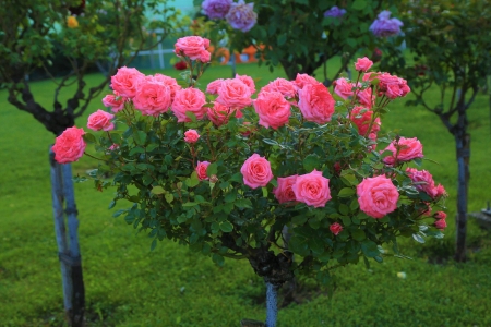 Detail Rose Flower Tree Image Nomer 41