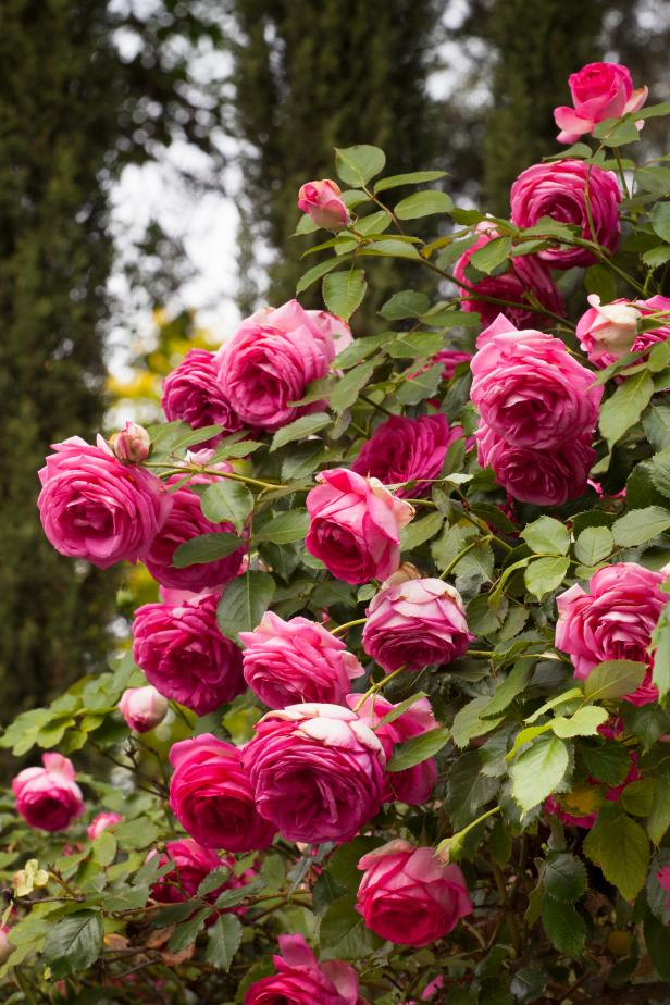 Detail Rose Flower Tree Image Nomer 42