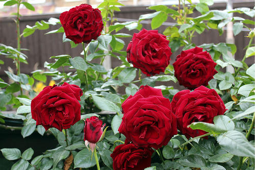 Detail Rose Flower Tree Image Nomer 44