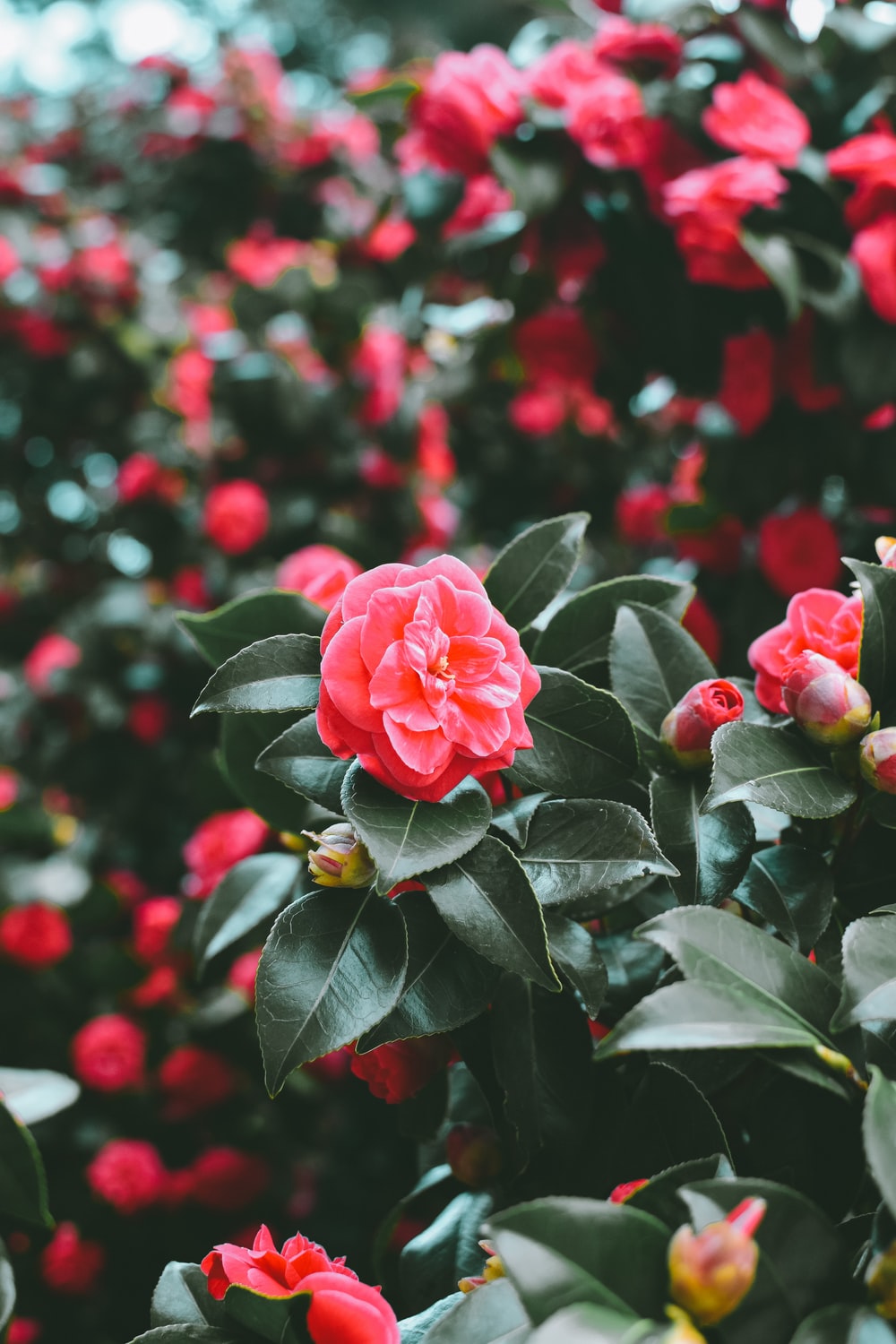 Detail Rose Flower Tree Image Nomer 45