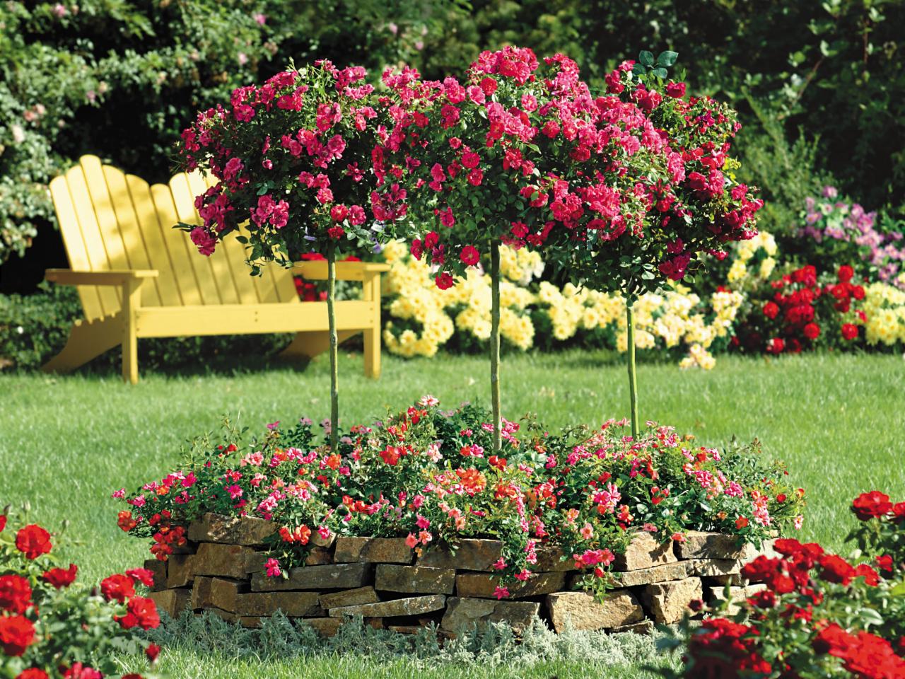 Detail Rose Flower Tree Image Nomer 47
