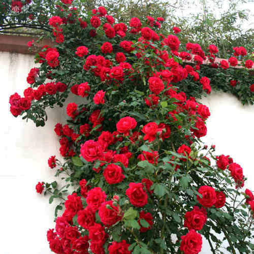 Detail Rose Flower Tree Image Nomer 48