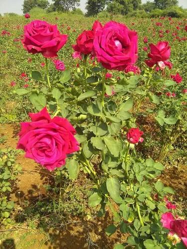 Detail Rose Flower Tree Image Nomer 49