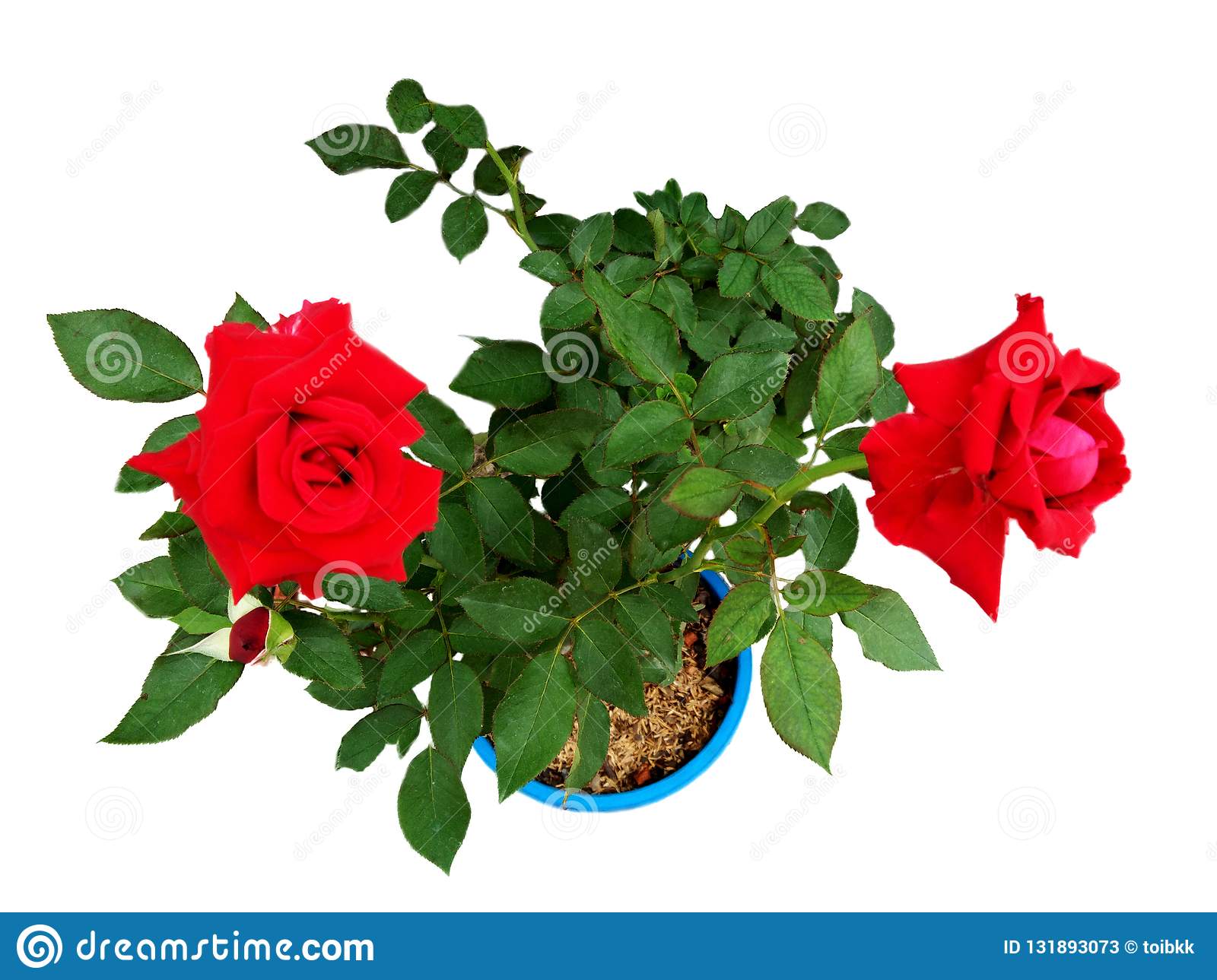 Detail Rose Flower Tree Image Nomer 6