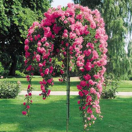Detail Rose Flower Tree Image Nomer 7