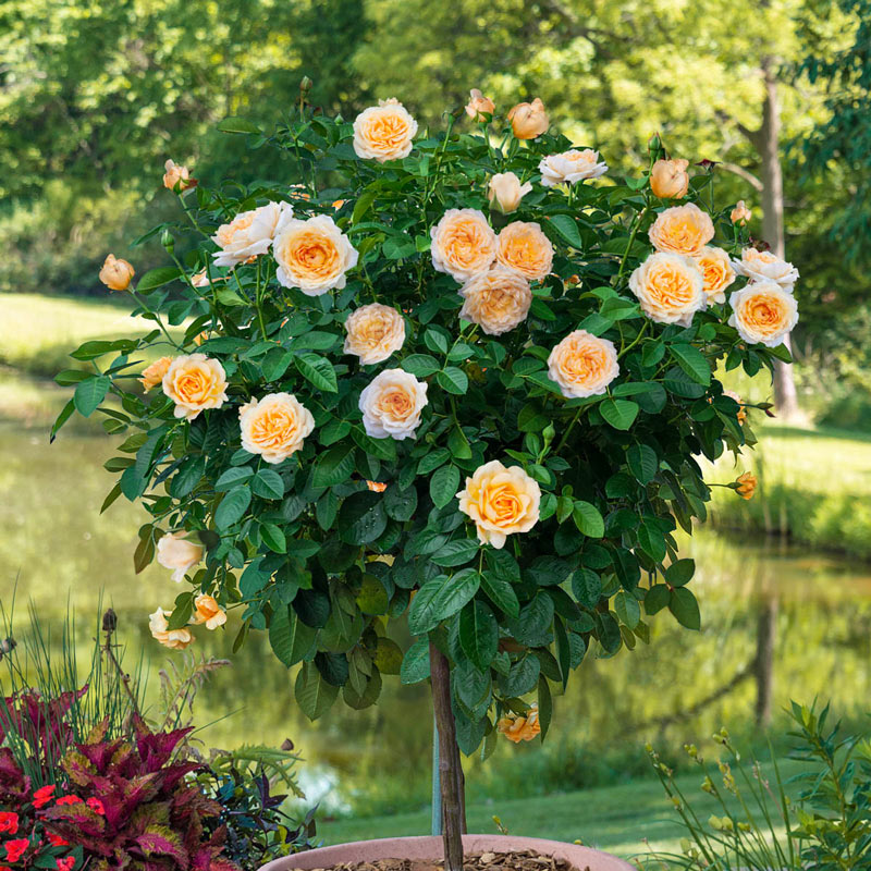 Detail Rose Flower Tree Image Nomer 8