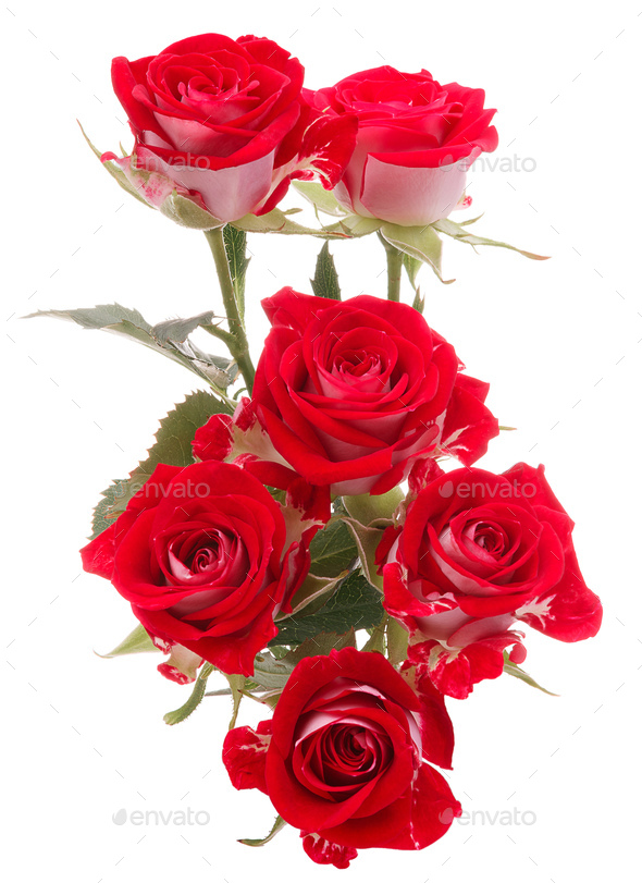 Download Rose Flowers Bouquet Images Nomer 31