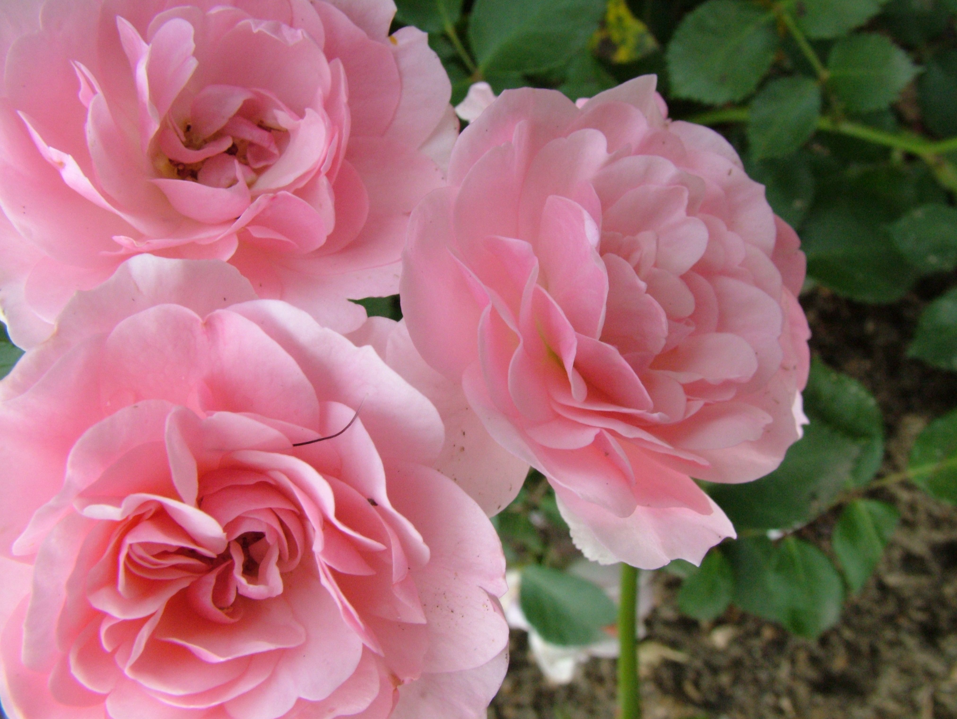 Rose Flowers Image Free Download - KibrisPDR